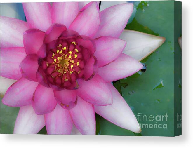 Watercolor Canvas Print featuring the photograph Water Lilly - D007668c #1 by Daniel Dempster