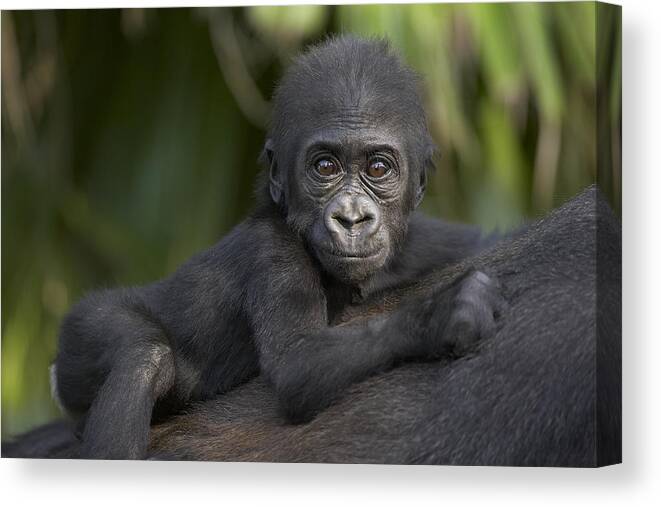 Mp Canvas Print featuring the photograph Western Lowland Gorilla Gorilla Gorilla #1 by San Diego Zoo