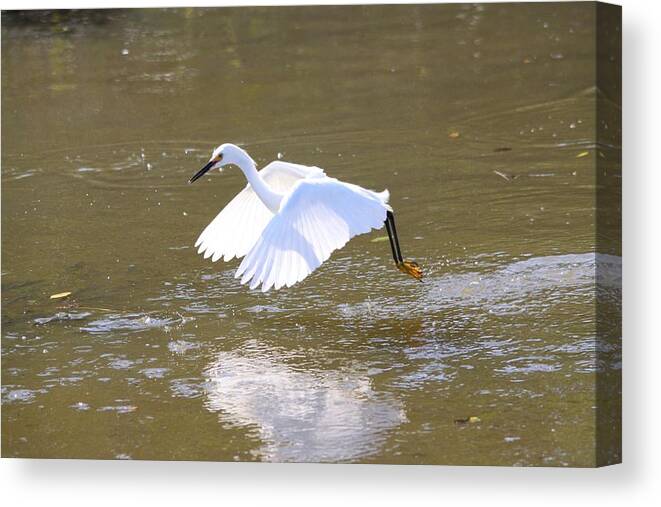 Egret Canvas Print featuring the photograph White Egret #1 by Jeanne Andrews