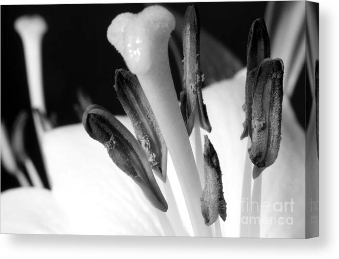 Floral Canvas Print featuring the photograph White Lilly on Black #1 by Balanced Art