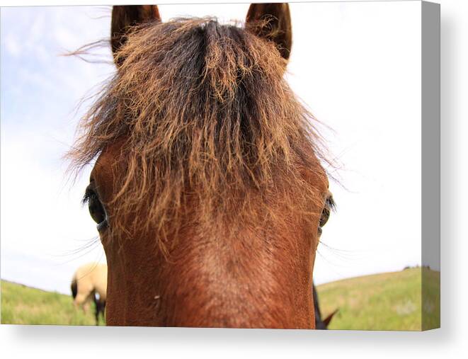 wild Mustang Canvas Print featuring the photograph Wild Mustang #1 by Kate Purdy