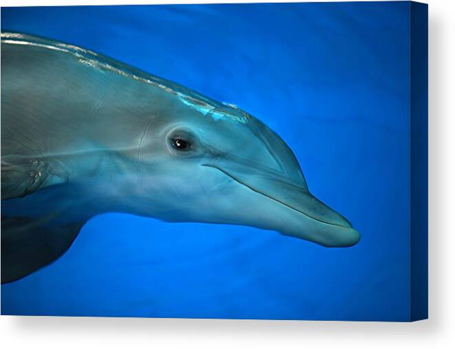 Nature Canvas Print featuring the photograph Winter the Dolphin by Doug McPherson