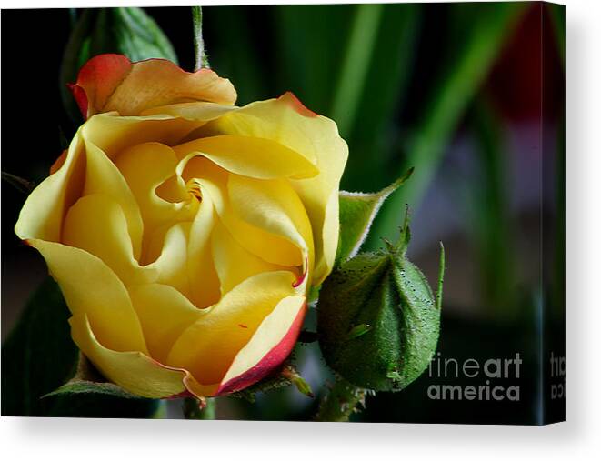 Rose Canvas Print featuring the photograph Yellow Rose #2 by LR Photography