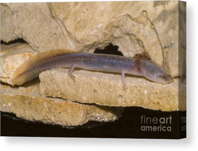 Fauna Canvas Print featuring the photograph Austin Blind Salamander #10 by Dante Fenolio