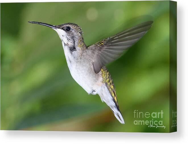 Hummingbird Canvas Print featuring the photograph Ruby Throated Hummingbird #10 by Steve Javorsky
