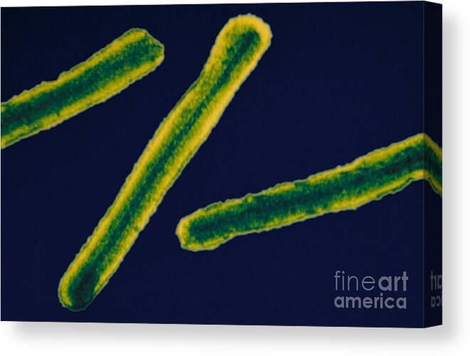 Filovirus Canvas Print featuring the photograph Marburg Virus, Tem #11 by Science Source