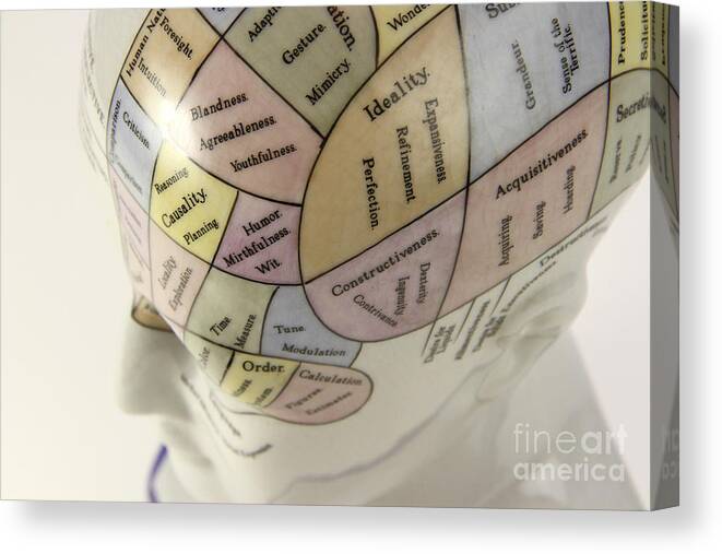 Brain Canvas Print featuring the photograph Phrenological Model #12 by Photo Researchers, Inc.