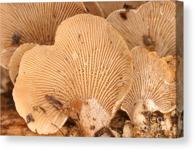 Luminescent Canvas Print featuring the Luminescent Mushroom Panellus Stipticus #14 by Ted Kinsman