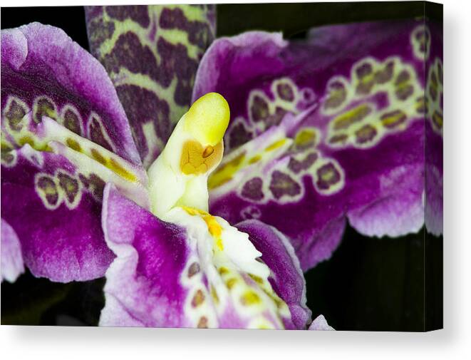 Orchid Canvas Print featuring the photograph Exotic Orchid Flower #16 by C Ribet