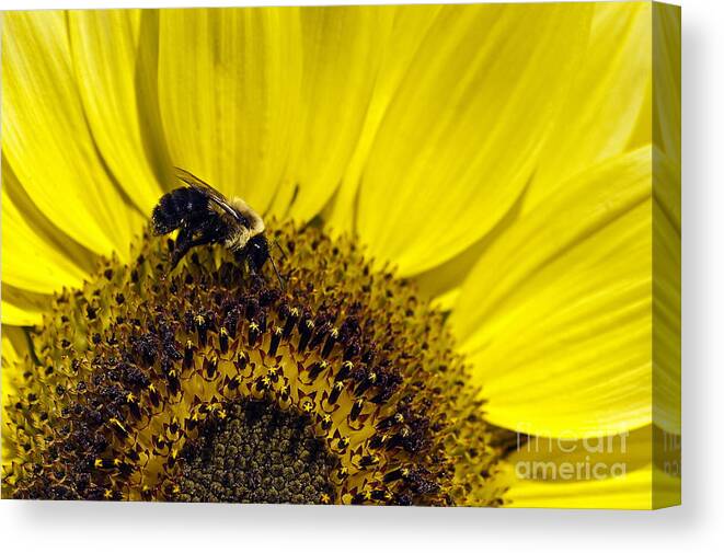 Helianthus Annuus Canvas Print featuring the photograph Bee and Sunflower #2 by John Greim