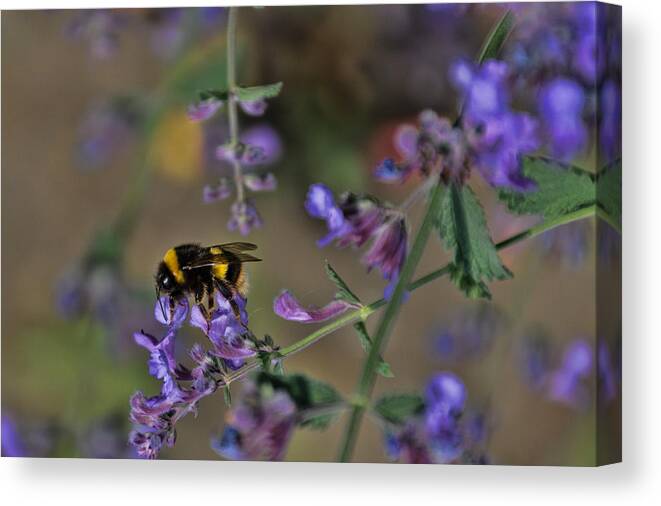 Scotland Canvas Print featuring the photograph Bee #2 by David Gleeson