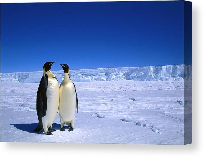 Mp Canvas Print featuring the photograph Emperor Penguin Aptenodytes Forsteri #2 by Pete Oxford