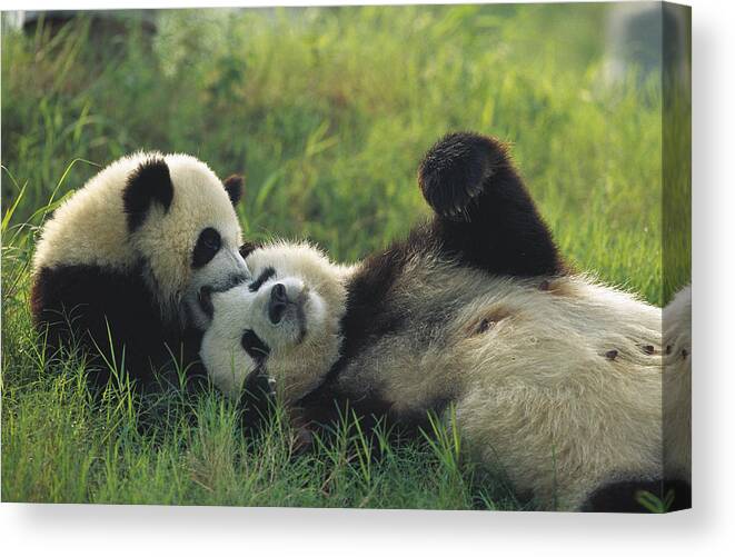 Mp Canvas Print featuring the photograph Giant Panda Ailuropoda Melanoleuca #2 by Cyril Ruoso