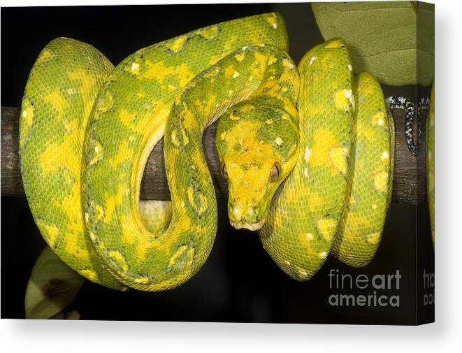 Green Tree Python Canvas Print featuring the photograph Green Tree Python #2 by Dante Fenolio