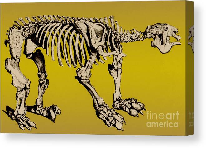 History Canvas Print featuring the photograph Megatherium, Extinct Ground Sloth #2 by Science Source