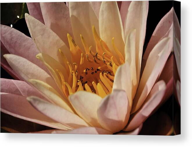 Kenilworth Aquatic Park Canvas Print featuring the photograph Nymphaea 'Sunny Pink' #1 by Perla Copernik