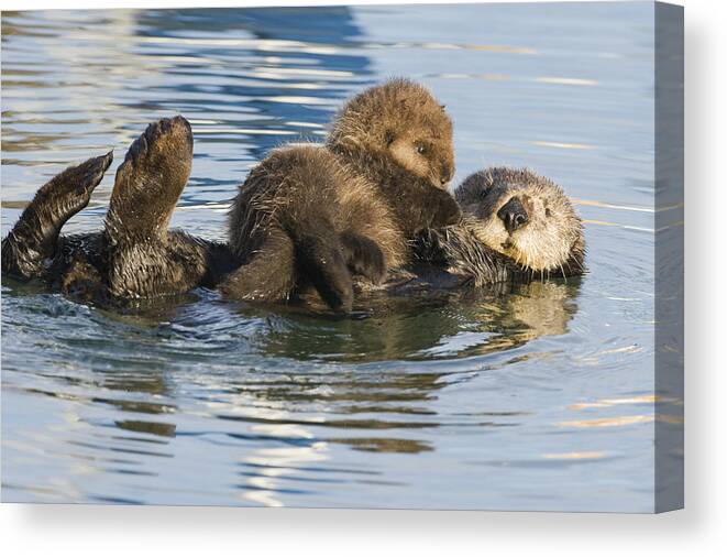 00429659 Canvas Print featuring the photograph Sea Otter Mother And Pup Elkhorn Slough by Sebastian Kennerknecht