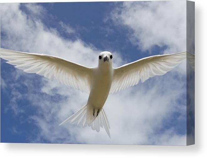 00429822 Canvas Print featuring the photograph White Tern Flying Midway Atoll Hawaiian #2 by Sebastian Kennerknecht