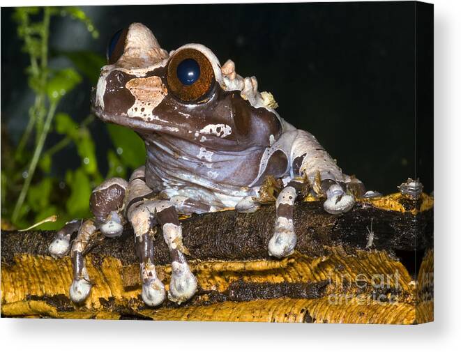 Anotheca Spinosa Canvas Print featuring the photograph Crowned Tree Frog #3 by Dante Fenolio