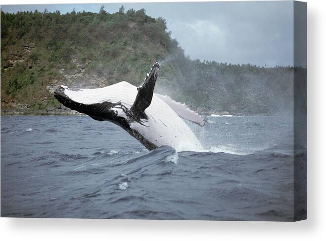 00700239 Canvas Print featuring the photograph Humpback Whale Megaptera Novaeangliae #2 by Mike Parry