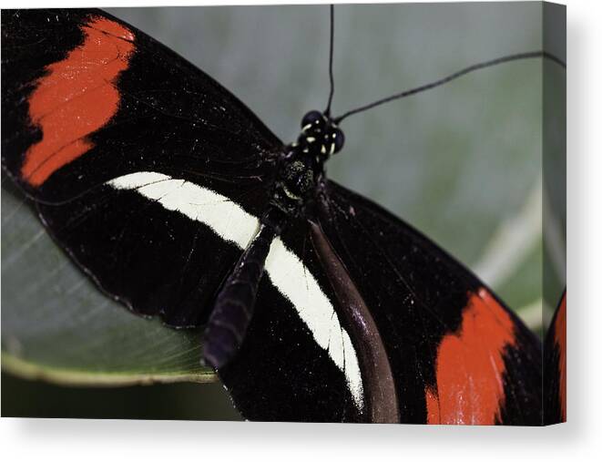 Postman Canvas Print featuring the photograph Postman Butterfly #3 by Perla Copernik