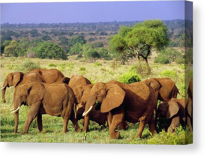 Mp Canvas Print featuring the photograph African Elephant Loxodonta Africana #4 by Gerry Ellis