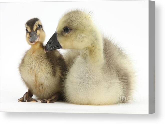 Nature Canvas Print featuring the Embden X Greylag Gosling And Mallard #4 by Mark Taylor
