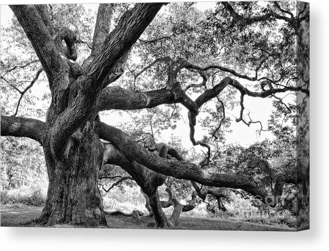 Tree Canvas Print featuring the photograph Granby Oak #4 by HD Connelly