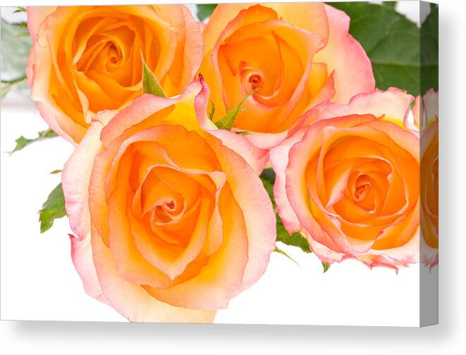 Abstract Canvas Print featuring the photograph 4 Roses Over White by U Schade