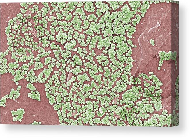 Virulent Canvas Print featuring the photograph Methicillin-resistant Staphylococcus #41 by Science Source