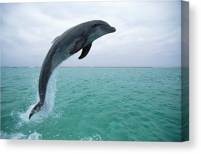 Mp Canvas Print featuring the photograph Bottlenose Dolphin Tursiops Truncatus #5 by Konrad Wothe