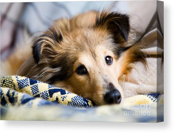 Adorable Canvas Print featuring the photograph Sheltie #5 by Kati Finell