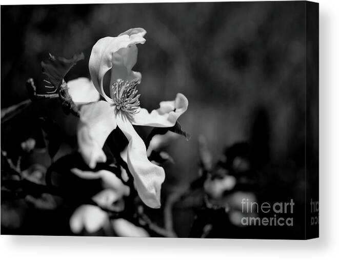 Magnolia Canvas Print featuring the photograph White Magnolia #1 by Dariusz Gudowicz