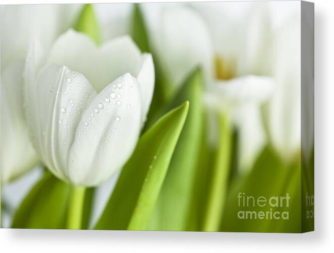 Dew Canvas Print featuring the photograph White Tulips #5 by Nailia Schwarz