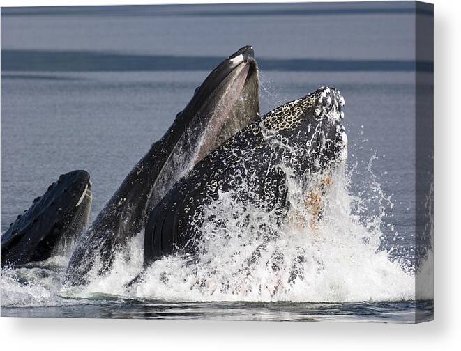 00999118 Canvas Print featuring the photograph Humpback Whale Feeding Alaska by Flip Nicklin