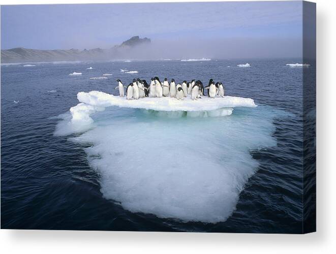Mp Canvas Print featuring the photograph Adelie Penguin Pygoscelis Adeliae Group #6 by Tui De Roy