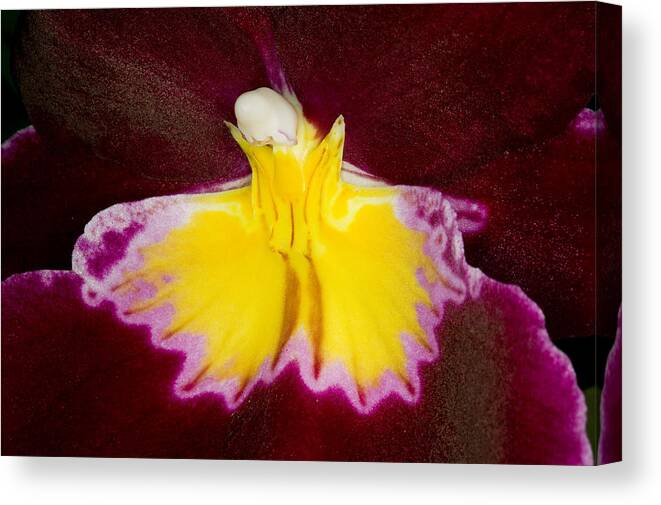 Orchid Canvas Print featuring the photograph Exotic Orchids of C Ribet #63 by C Ribet