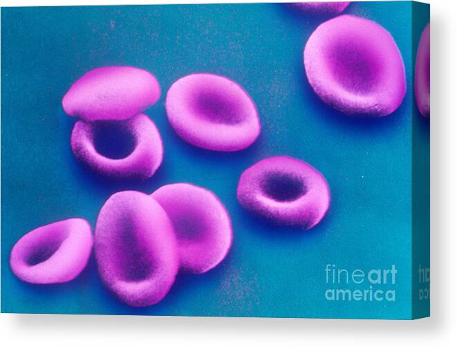 Corpuscle Canvas Print featuring the photograph Red Blood Cells, Sem #7 by Omikron