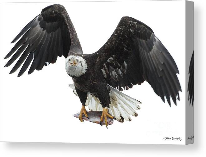 Bald Eagles Canvas Print featuring the photograph Bald Eagle #79 by Steve Javorsky