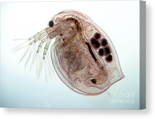 Water Flea Canvas Print featuring the photograph Water Flea Daphnia Magna #8 by Ted Kinsman