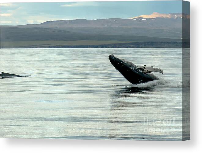 Iceland Canvas Print featuring the photograph Whale Jumping #8 by Jorgen Norgaard