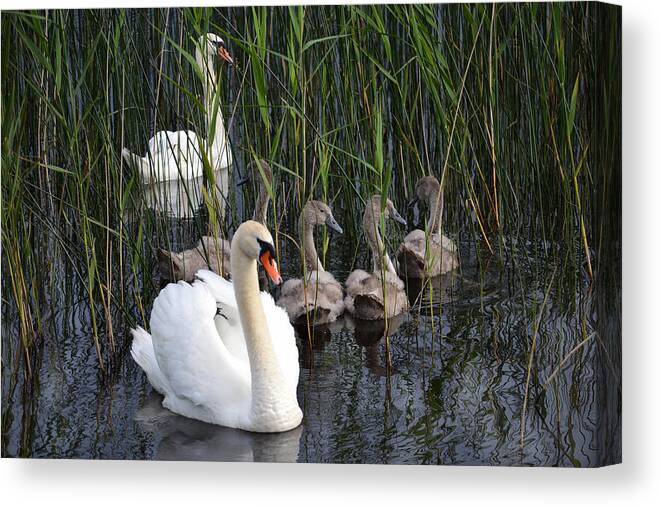 Swans Canvas Print featuring the photograph A Bevy Of Swans. by Terence Davis