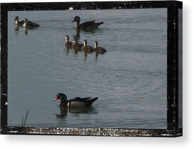 Wood Ducks Canvas Print featuring the photograph A Family Of Love by Kim Galluzzo