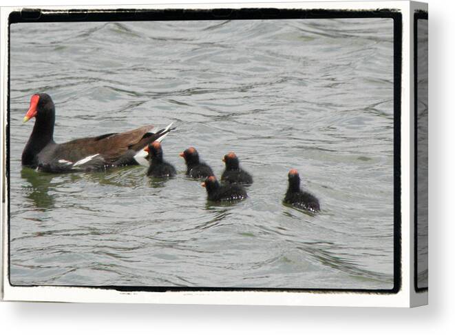 Moorehen Canvas Print featuring the photograph A Family Of Red Tops by Kim Galluzzo