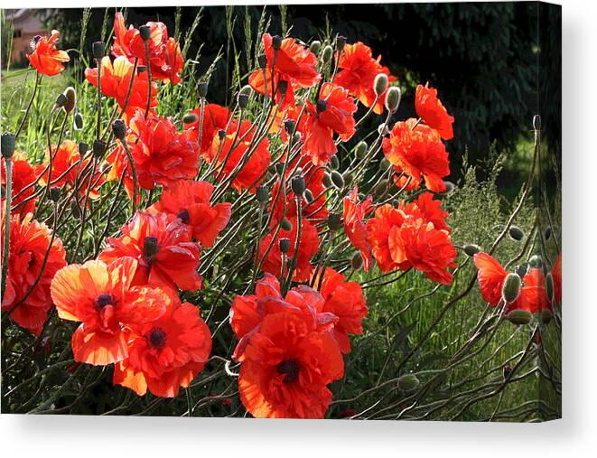 Brillient Poppies Alongside The Road. Canvas Print featuring the photograph A Gathering of Poppies by Patricia Haynes