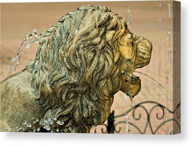 Lion Canvas Print featuring the photograph A Lion in Summer by Steve Harrington