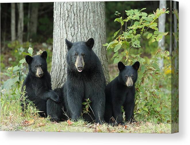 Nature Canvas Print featuring the photograph A Nice Family Photo by Duane Cross