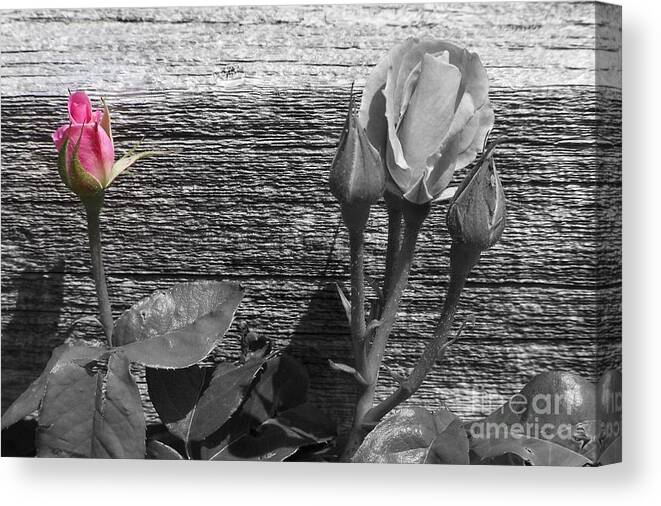 Roses Canvas Print featuring the photograph A Pop of Pink by Dorrene BrownButterfield