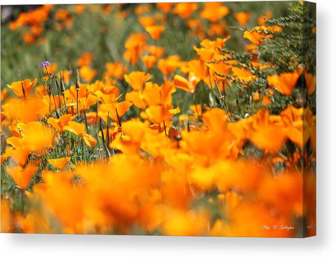 California Poppies Canvas Print featuring the photograph A River Of Poppies by Amy Gallagher