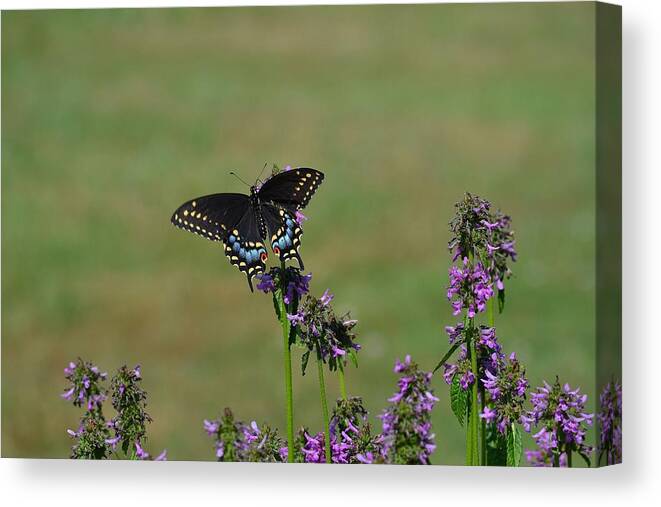 Butterfly Canvas Print featuring the photograph a Shot in time by Michael Mrozik